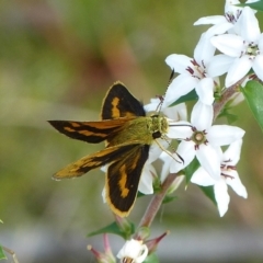 Ocybadistes flavovittata (Narrow-brand grass-dart) at Sanctuary Point - Basin Walking Track Bushcare - 7 Nov 2013 by christinemrigg