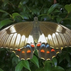 Papilio aegeus (Orchard Swallowtail, Large Citrus Butterfly) at Sanctuary Point, NSW - 31 Jan 2010 by christinemrigg