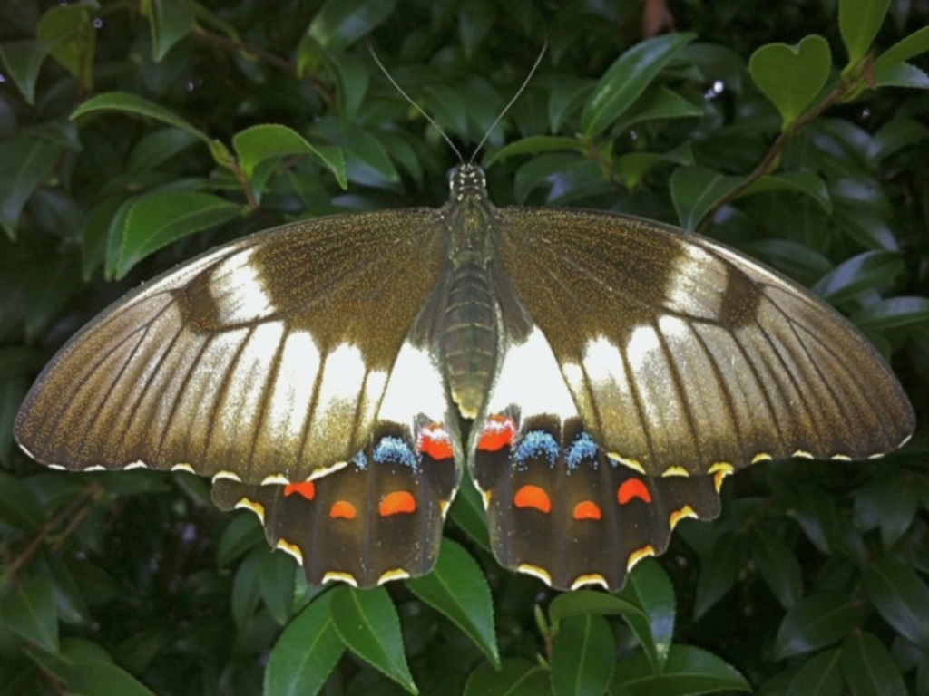 Papilio aegeus at Sanctuary Point, NSW - 31 Jan 2010