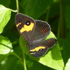 Tisiphone abeona (Varied Sword-grass Brown) at Booderee National Park - 30 Apr 2015 by christinemrigg