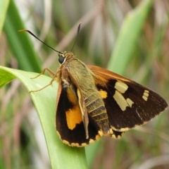 Trapezites iacchoides (Silver-studded Ochre) at Jervis Bay, JBT - 10 Feb 2018 by christinemrigg