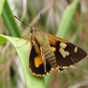 Trapezites iacchoides at Jervis Bay, JBT - 11 Feb 2018