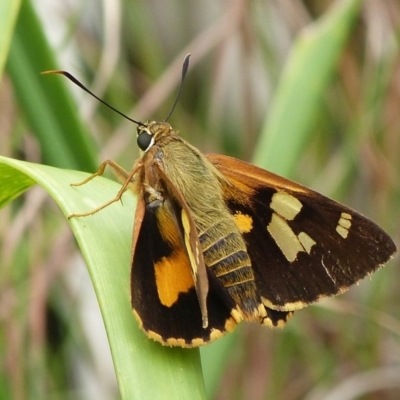 Trapezites iacchoides (Silver-studded Ochre) at Jervis Bay, JBT - 11 Feb 2018 by christinemrigg