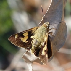 Trapezites symmomus (Splendid Ochre) at Booderee National Park - 22 Apr 2019 by christinemrigg