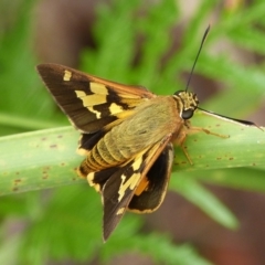 Trapezites symmomus (Splendid Ochre) at Booderee National Park - 1 May 2015 by christinemrigg