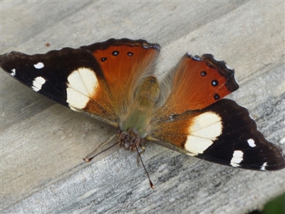 Vanessa itea (Yellow Admiral) at Sanctuary Point, NSW - 29 Jan 2016 by christinemrigg