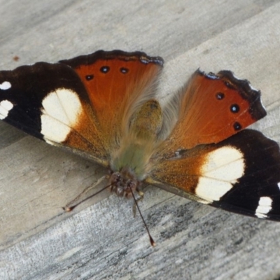 Vanessa itea (Yellow Admiral) at Sanctuary Point - Basin Walking Track Bushcare - 30 Jan 2016 by christinemrigg