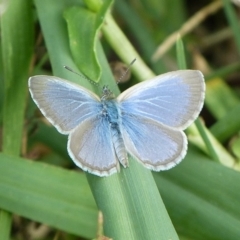 Zizina otis (Common Grass-Blue) at Sanctuary Point, NSW - 1 May 2015 by christinemrigg