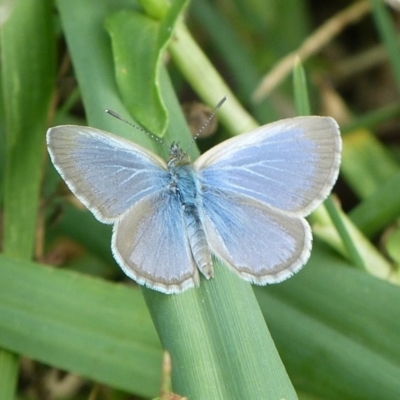 Zizina otis (Common Grass-Blue) at Sanctuary Point - Basin Walking Track Bushcare - 30 Apr 2015 by christinemrigg