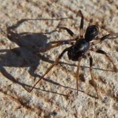 Pentasteron sp. (genus) (Ant-eating spider) at Coombs, ACT - 31 May 2019 by Christine