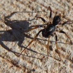 Pentasteron sp. (genus) (Ant-eating spider) at Coombs Ponds - 31 May 2019 by Christine