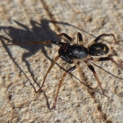 Pentasteron sp. (genus) at Coombs, ACT - 31 May 2019 02:12 PM