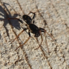 Pentasteron sp. (genus) at Coombs, ACT - 31 May 2019 02:12 PM