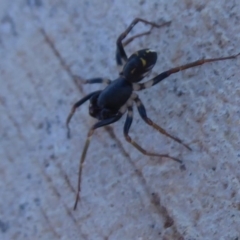 Pentasteron sp. (genus) at Coombs, ACT - 31 May 2019 02:12 PM