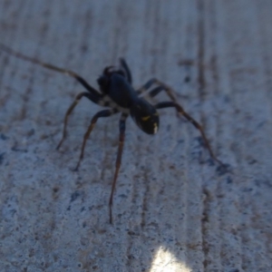 Pentasteron sp. (genus) at Coombs, ACT - 31 May 2019 02:12 PM