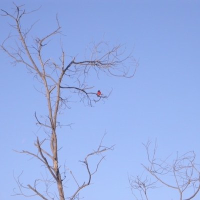 Petroica boodang (Scarlet Robin) at Watson, ACT - 31 May 2019 by waltraud