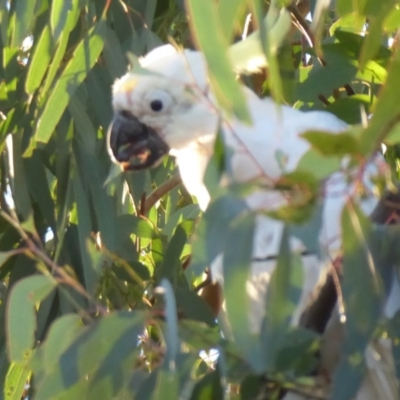 Cacatua galerita (Sulphur-crested Cockatoo) at Flynn, ACT - 31 May 2019 by Christine