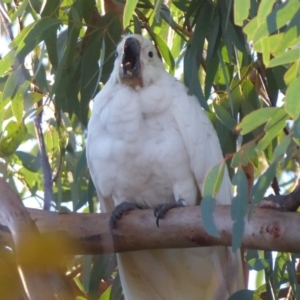 Cacatua galerita at Flynn, ACT - 31 May 2019