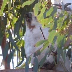 Cacatua galerita at Flynn, ACT - 31 May 2019