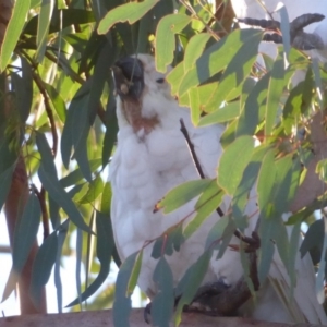 Cacatua galerita at Flynn, ACT - 31 May 2019 04:34 PM