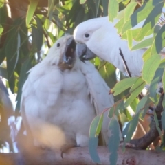 Cacatua galerita at Flynn, ACT - 31 May 2019