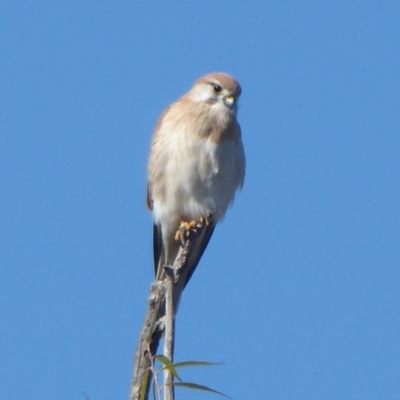 Falco cenchroides (Nankeen Kestrel) at Coombs, ACT - 31 May 2019 by Christine