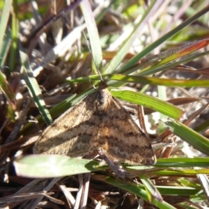 Scopula rubraria at Molonglo River Reserve - 31 May 2019 12:29 PM