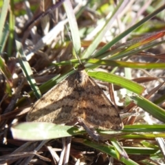 Scopula rubraria (Reddish Wave, Plantain Moth) at Molonglo Valley, ACT - 31 May 2019 by Christine