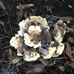 Unidentified Pored or somewhat maze-like on underside [bracket polypores] at Hughes, ACT - 31 May 2019 by ruthkerruish