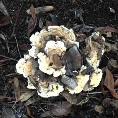 Trametes versicolor at Hughes, ACT - 31 May 2019 by ruthkerruish