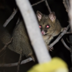 Trichosurus vulpecula (Common Brushtail Possum) at Illilanga & Baroona - 29 May 2019 by Illilanga