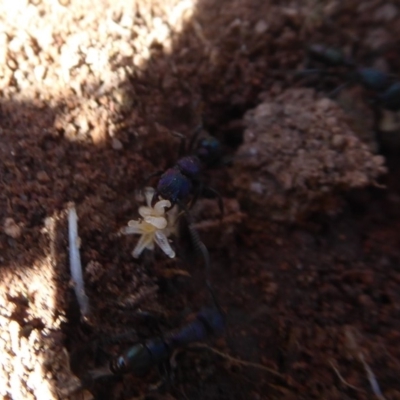 Rhytidoponera metallica (Greenhead ant) at Coombs, ACT - 31 May 2019 by Christine