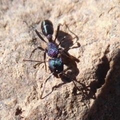 Rhytidoponera metallica at Molonglo River Reserve - 31 May 2019