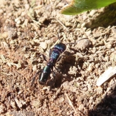 Rhytidoponera metallica at Molonglo River Reserve - 31 May 2019