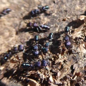 Rhytidoponera metallica at Molonglo River Reserve - 31 May 2019