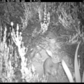 Oryctolagus cuniculus at Michelago, NSW - 2 Dec 2018