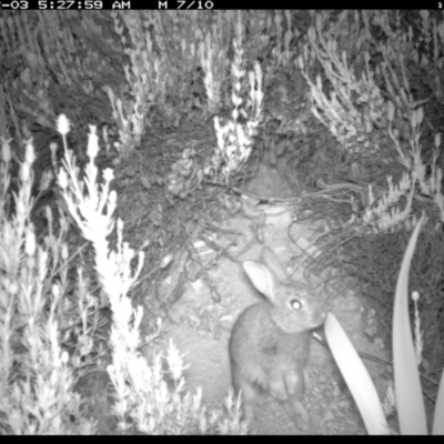 Oryctolagus cuniculus (European Rabbit) at Michelago, NSW - 3 Dec 2018 by Illilanga