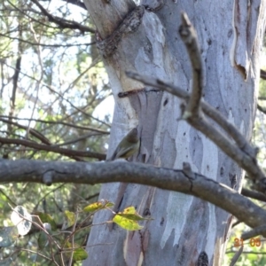 Acanthiza lineata at Deakin, ACT - 31 May 2019