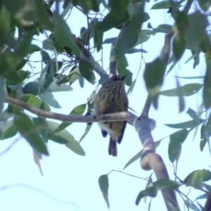 Acanthiza lineata at Deakin, ACT - 31 May 2019