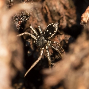 Tharpyna campestrata at Michelago, NSW - 10 Sep 2018