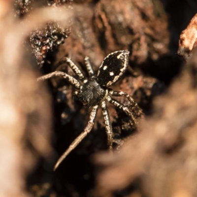 Tharpyna campestrata (Country Crab Spider) at Illilanga & Baroona - 10 Sep 2018 by Illilanga