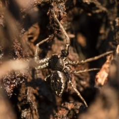 Tharpyna campestrata at Michelago, NSW - 10 Sep 2018