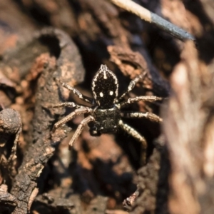 Tharpyna campestrata at Michelago, NSW - 10 Sep 2018