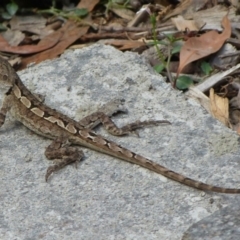 Amphibolurus muricatus (Jacky Lizard) at Booderee National Park - 7 Dec 2013 by christinemrigg