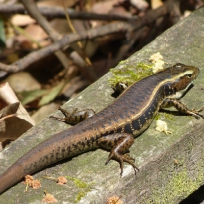 Eulamprus quoyii (Eastern Water Skink) at Woollamia, NSW - 17 Dec 2015 by christinemrigg