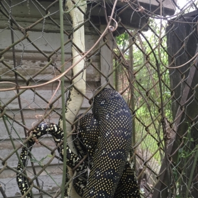 Morelia spilota spilota (Diamond Python) at Woollamia, NSW - 20 Dec 2018 by christinemrigg