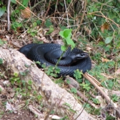 Pseudechis porphyriacus (Red-bellied Black Snake) at Woollamia, NSW - 9 Mar 2012 by christinemrigg