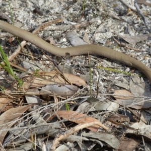 Pygopus lepidopodus at Hyams Beach, NSW - 22 Sep 2018 12:00 AM