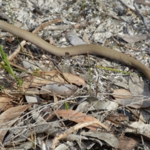 Pygopus lepidopodus at Hyams Beach, NSW - 22 Sep 2018