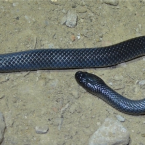 Cryptophis nigrescens at Woollamia, NSW - 20 May 2014 12:00 AM